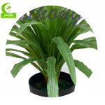Durable 100cm Artificial Flowers Plant , Artificial Pineapple Tree Real Touch