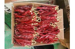 China New Crop Sweet Paprika Pepper Pungent 13-18 Cm 220 ASTA supplier