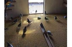 China FRP Moulded Grating Customizable supplier