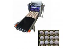 China Continuous Eggs Automatic Batch Coding Machine With 0mm - 5mm Printing Distance supplier