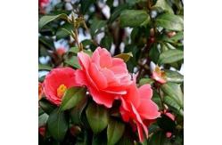 China Party Real Touch Artificial Plants 120cm Height Camellia Tree supplier
