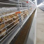 Battery Broiler Chicken Cage For Chicken Farm for sale