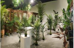 China Areca Palm manufacturer