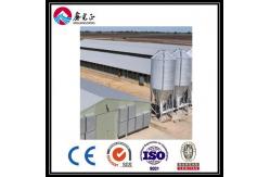 China Customized Automatic Broiler Floor Feeding Line System With Steel Structure Chicken House supplier