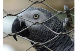 China Walk-In Safety Aviary Wire Netting Flexible Zoo Mesh Rail 30x30mm supplier