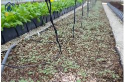 China Plastic Hydroponic Tomato Planting Trough PP Roll Black White For Soilless Cultivation supplier