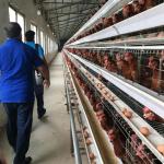 Ladder Type Chicken Laying Eggs Cage Cold And Hot Galvanized for sale