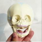 PVC Plastic Fetal Skull Model for Medical Teaching for sale