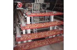 China 4 Layers 2mm Battery Cage Poultry Egg Collection System ISO9001 Certificated supplier