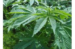 China Low Temperature CBD Hemp Oil Centrifuge Ethanol Extraction Bi Directional Agitation supplier