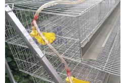 China A Type Mesh Layer Quail Bird Cage Of Low Carbon Steel Wire With Sand Cup supplier