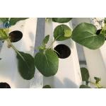 Plastic NFT Hydroponic Growing System PVC Gully For Greenhouse Planting