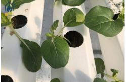 China Plastic NFT Hydroponic Growing System PVC Gully For Greenhouse Planting supplier