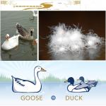 Lujiang Homchang Down and Feather Manufacture Co., Ltd, Duck Down Products for sale