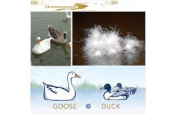 China Supply Filling Materials for Duck Down and Goose Down  Duvet and Pillows supplier