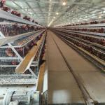 Full Automatic Laying Chicken Cages Egg Layer Cage For Africa Poultry Hens Farms for sale