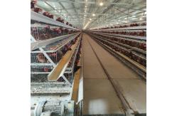 China Layer Poultry Battery Cage With Belt Or Scraper Manure Removal System supplier