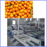 Peach grading machine, citrus sorting machine , orange sorting machine for sale