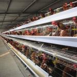A Frame Layer Chicken Breeding Cage U Shape Steel Battery Poultry Layer Cage for sale