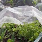China Plastic Mesh Insect Screen 50 Mesh For Greenhouse Netting for sale