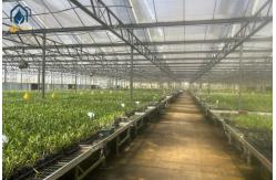 China Agriculture Tomato Intergrated Multispan Horticulture Greenhouse With Metal Frame supplier