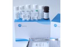 China Macrophage Colony Stimulating Factor M-CSF ELISA Kit FDA Approved supplier