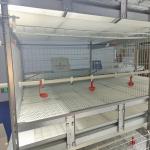 Metal 4 Tiers Zn-Al Broiler Chicken Cage 200 Birds Hunsbandry Equipment for sale