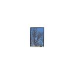 5.5 inch LS055T1SX29 1080*1920 FHD LCD display Panel for sale