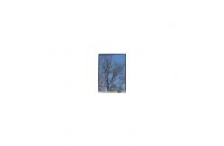 China 5.5 inch LS055T1SX29 1080*1920 FHD LCD display Panel supplier