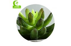 China Green Real Touch 11.5cm Artificial Succulent Plant For Desktop supplier