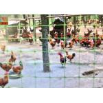 Green Plastic Mesh Fencing For Prevent Birds & Chicken & Pheasant , Plastic Poultry Netting , 1M High , PP Materials for sale