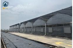 China Plastic Multi Span Lettuce Greenhouse For Leafy Greens Cultivation supplier