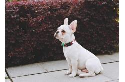 China Sublimation Christmas Santa Claus Dog Collar And Leash Set Puppy Training Collar supplier