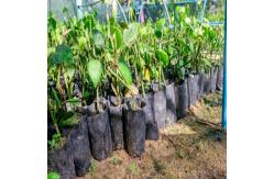 China Plastic Seedling Planting Bags With Holes Emergency Clinics Apparatuses supplier