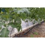 Vertical Planting PVC Substrate Grow Gutter Hydroponic Pepper Tomato Plant Trough for sale