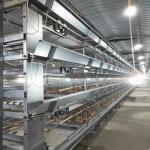 380V 50HZ Automatic Broiler Equipment For Chicken House SONCAP Approval for sale