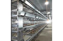 China 380V 50HZ Automatic Broiler Equipment For Chicken House SONCAP Approval supplier