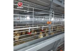 China Wire Mesh 60-384 Egg Chicken Cage , HDG Q235 Layer Farming Cage supplier