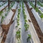 Plastic Agricultural Mulch Film Recyclable Allowing The Light Through