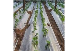 China Plastic Agricultural Mulch Film Recyclable Allowing The Light Through supplier