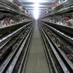 3 Tiers Hot Dipped Galvanized Chicken Cage With Automatic Feed for sale