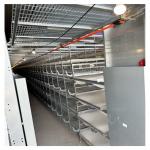10000-30000 Birds H Type Cage Chicken Layer Farming System Automatic Egg Collection System for sale