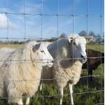 Hot Dipped Galvanized Cattle Fence Roll High Tensile Line Wire Cattle Mesh