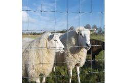 China Hot Dipped Galvanized Cattle Fence Roll 6ft High Hinged Knot Farm Mesh supplier