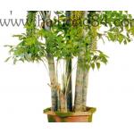 Green Fishtail Palm 350cm Height Artificial Foliage Tree Large Size