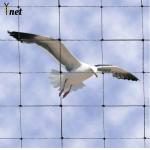 2 Bird Proof Net Rot Proof / Waterproof Pigeon Control Anti Bird Net for sale