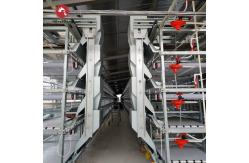 China 108 chickens High Brood Survival Rate Broiler Cage System For Little Chick supplier