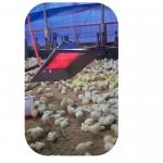 Chicken Farm Poultry Brooder Heater 4 model For Pig Chick Shed Safty for sale