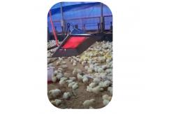China Chicken Farm Poultry Brooder Heater 4 model For Pig Chick Shed Safty supplier