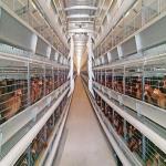Poultry Farm Layer Hen Chicken Cages Coop Fully Automatic H Type Battery Egg 6Tiers for sale